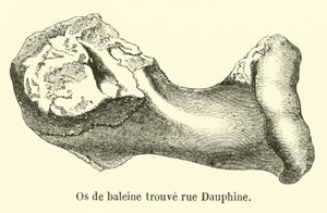 Bálnacsontot találtak a rue Dauphine-ban alkotó: French School