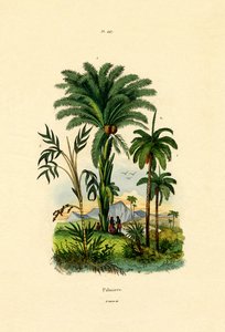 Pálmafák, 1833-39 alkotó: French School