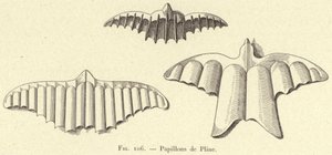 Plinius pillangói (metszet) alkotó: French School