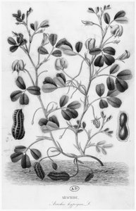 Földimogyoró (Arachis hypogaea) alkotó: French School