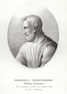 Pedanius Dioscorides alkotó: French School
