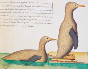 Pingvinek, Magellán-szoros, akvarell naplóból Jacques Gouin de Beauchesne (1652-1730), a Compagnie royale de la Mer du Sud kapitánya, 1698-1701, Franciaország alkotó: French School