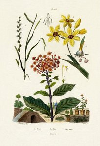 Perennial Ryegrass, 1833-39  alkotó: French School