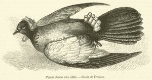 Kínai galamb síppal (metszet) alkotó: French School