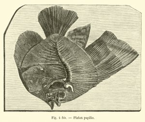 Platax pillangó alkotó: French School