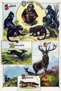 1. tábla: majmok, orangoutan, antilop, szarvas, róka. Metszet "A vadon élő állatok szótanabécéjébe". Serie A. Pellerin et Cie, nyomdászok-kiadók, Epinal, 19. század vége. Kromolitográfia. Kis 8 oldalas reklámalbum, melyben szótag és alkotó: French School