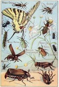 2. tábla: Fülszúrás, Gupe, Blue Meat Fly, Flambe, Gardener, Centipedes, Firefly, Rose Channeton, Gloss worm, Fly, Field Cricket, Chablets alkotó: French School