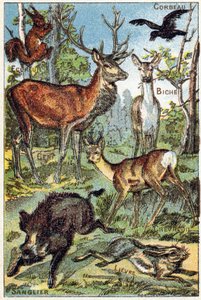 3. tábla: Holló, Mókus, Festék, Szarvas, Szarvas, Vaddisznó, Nyúl. Gravírozás "Syllabary ábécé mindenféle cékla". Serie A. Pellerin et Cie, nyomdászok-kiadók, Epinal, 19. század vége. Kromolitográfia. Kis 8 oldalas, szótagot tartalmazó reklámalbum alkotó: French School