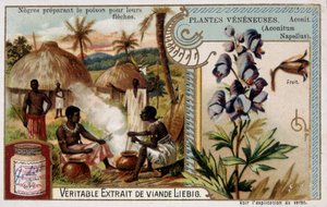 Mérgező növények: akonit és afrikai mérget készítenek nyilaikra - chromo. Liébig, 19. század vége alkotó: French School