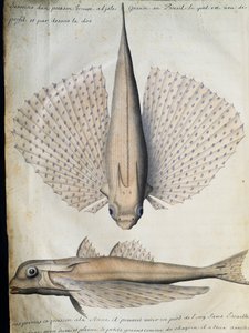 Szárnyas hal profilja és háta, Big Island, Brazília, Jacques Gouin de Beauchesne (1652-1730), a Compagnie royale de la Mer du Sud kapitánya, 1698-1701, Franciaország akvarellje a hajónaplóból alkotó: French School