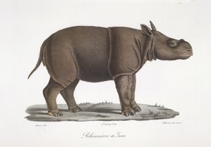 Jávai orrszarvú, az emlősök természetrajzából (színes litho) alkotó: French School
