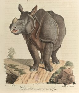 Egyszarvú orrszarvú. Orrszarvú, az emlősök természettörténetéből (színes litho) alkotó: French School