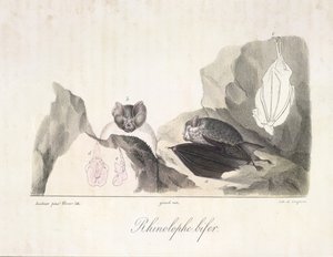 patkóütő. Vámpír denevérek, az emlősök természetrajzából (színes litho) alkotó: French School