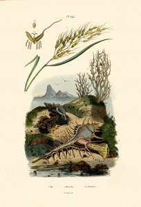 Rice, 1833-39 alkotó: French School