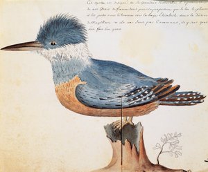 Gyűrűs jégmadár (Megaceryle torquata), Elizabeth-öböl, Magellán-szoros, akvarell Jacques Gouin de Beauchesne (1652-1730), a Compagnie royale de la Mer du Sud kapitánya naplójából, 1698-tól 1701-ig, Franciaország alkotó: French School