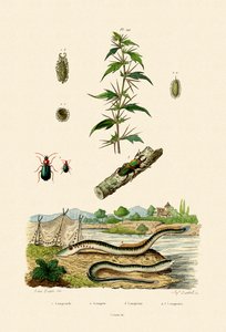 Rough Cockleburr, 1833-39 alkotó: French School