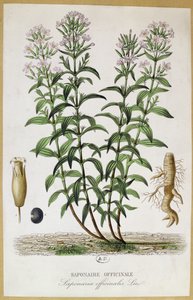 Saponaria officinalis, 19. század (színes metszet) alkotó: French School