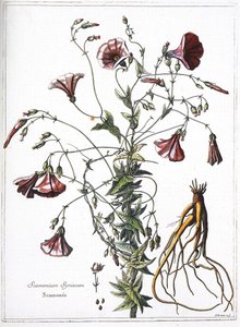 Scamoneum (Scamonium Syriacum) - „XIV. Lajos király parancsára vésett növények gyűjteményéből” alkotó: French School