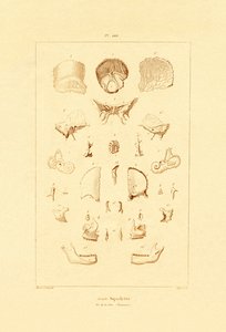 Csontváz, 1833-39 alkotó: French School