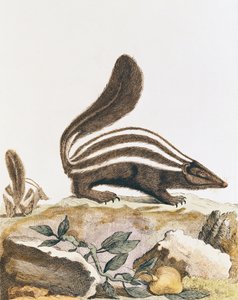 Skunk, Georges Louis Leclerc Buffon (1707-88) "Histoire Naturelle"-ből, 1749-1804 alkotó: French School