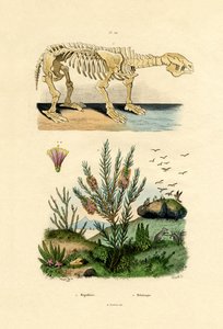 Laza, 1833-39 alkotó: French School