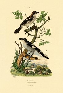 Southern Grey Shrike, 1833-39 alkotó: French School
