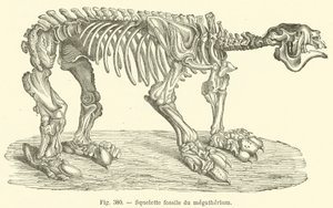 Squelette fossile du megatherium (metszet) alkotó: French School