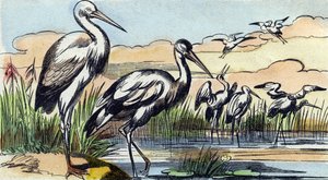 Gólya. Metszet "Buffon Alphabet des Oiseaux n 1". 3. Serie N 1. Epinal képalkotása, Epinal, 19. század vége. 16 oldal. Mérete: 28x21 cm alkotó: French School