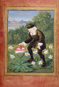Stowe 955 ff.5v-6 Pierre Sala miniatűrje, amint „szívét” margarétává ejti, Pierre Sala „Petit Livre d
