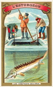 tokhal (chromolitho) alkotó: French School