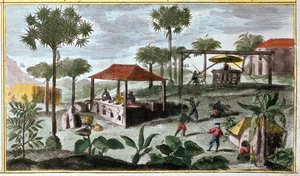 Cukortermelés a Nyugat-Indiában, a 00155 részlete - „A Du Tertre által franciák által lakott Antillák általános története” című részben, 19. század eleje alkotó: French School