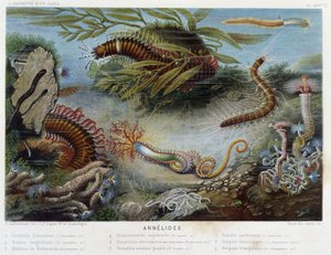 Sunapte de Duvernoy – Alfred Fredol „” Le Monde de la Mer” című részében. szerk. Párizs, Hackette. alkotó: French School