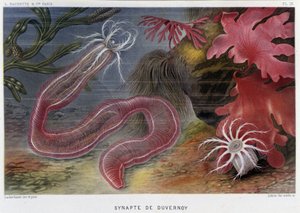 Sunapte de Duvernoy – Alfred Fredol „” Le Monde de la Mer” című filmjében. szerk. Párizs, Hackette. alkotó: French School