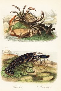 Tasmán óriásrák, Pseudocarcinus gigas és európai homár, Homarus gammarus alkotó: French School