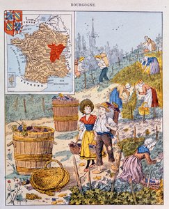 A szőlőszüret Burgundiában, illusztráció egy iskolai tankönyvből, 1910 körül alkotó: French School