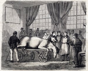 Alforti Nemzeti Állatorvosi Iskola - Les grandes écoles de France - Maison Alfort Állatorvosi Iskola 1866-ban - Műtő - 1866-os „Le monde illustrious” metszet alkotó: French School