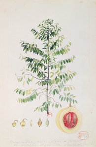 A szerecsendiófa, virág és gyümölcs (wc papíron) alkotó: French School