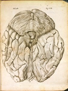 Az agy szerkezete, Rene Descartes (1596-1650) De Homine Figuris című művéből, Hágában, 1662-ben alkotó: French School
