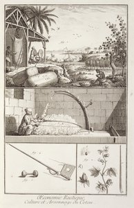 A gyapot termesztése, Denis Diderot (1713-84) Encyclopediájából, A. Provost (fl.1834-55) metszete, 1760 körül alkotó: French School