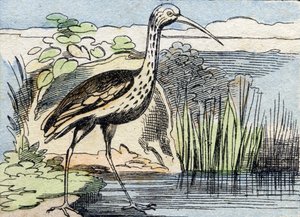 A göndör . Metszet "Buffon Alphabet des Oiseaux n 2". 3. Serie N 2. Epinal képalkotása, Epinal, 19. század vége. 16 oldal. Mérete: 28x21 cm alkotó: French School