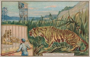 Tigris (chromolitho) alkotó: French School