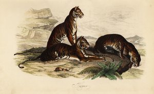 Tigris, Panthera tigris alkotó: French School