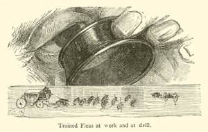 Betanított bolhák a munkában és a fúrásnál (gravírozás) alkotó: French School