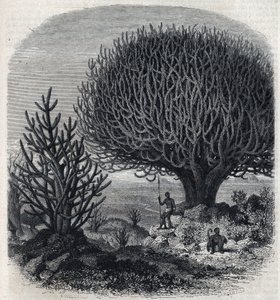 Euphorbo fa Kelet-Afrikában (Szudán). Freeman gravírozása a „" The Picturesque Magasin"-ban alkotó: French School
