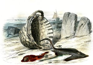 Trigle grondin (Trigle cuculus), vékonybajszú tőkehal (merlangius merlangus), raie grondin (dipturus batis) – Bernard Germain de Lacepede (1856-1925) által a Histoire Naturelle-ből kivont lemez, P.Furme kiadás, Párizs alkotó: French School