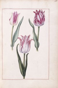 Tulipánok, 18. század alkotó: French School