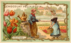 Tulipánok, Hollandia (chromolitho) alkotó: French School