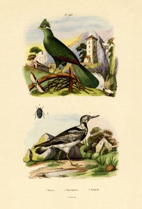 Turaco, 1833-39 alkotó: French School