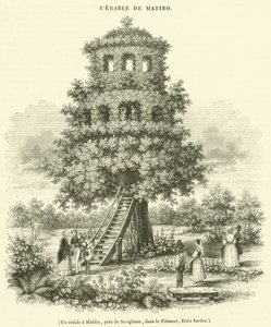 Juharfa Matibóban, Savigliano közelében, Piemontban, Szardínián (metszet) alkotó: French School