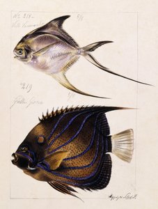 Velle... Stb, 1850 körül alkotó: French School